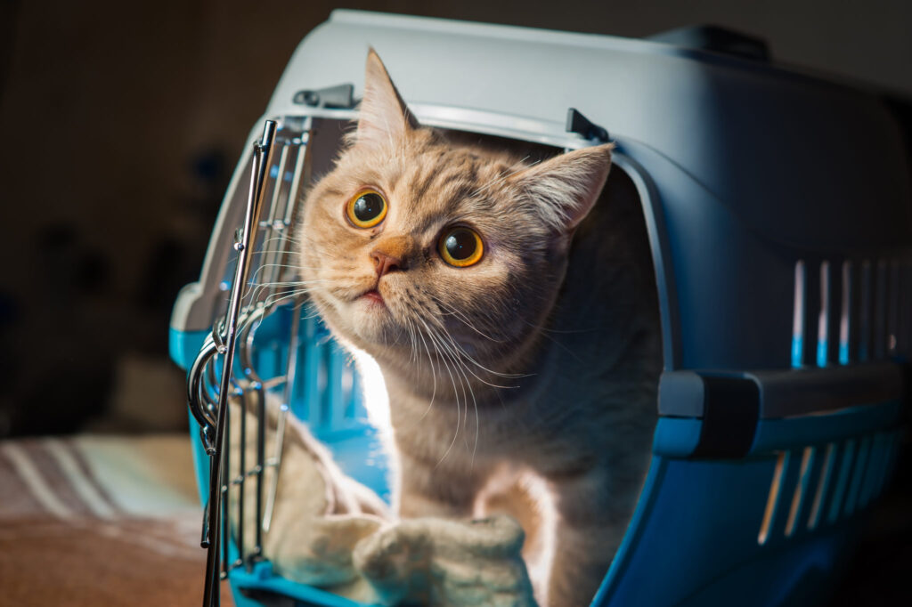 cat transport